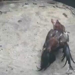 Bang Ipang profile icon