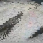 Bang Ipang profile icon