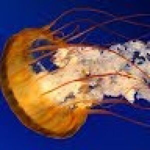 marufah rahmat profile icon