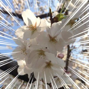 Izzaty Ismail profile icon