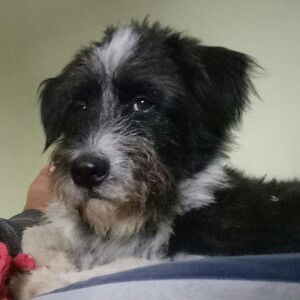 Siriluk Masiw profile icon