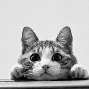 Blue Sky profile icon