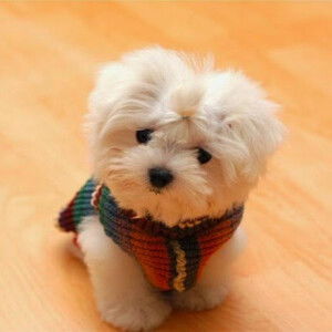 Pornly Narak profile icon