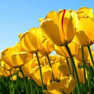 Eha Denyatt profile icon