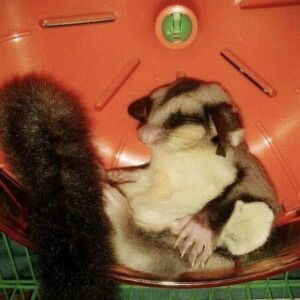 Nazatul Nadiah Binti Munap profile icon