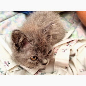 Jo Anne Apuada profile icon