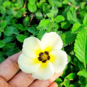 Jeni Ermawati profile icon