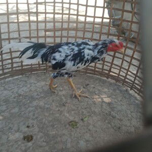 คร๊าฟฟฟ คร๊าฟฟฟ profile icon