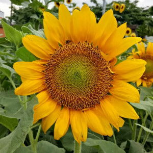 Anisa Rahmawati profile icon