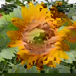 Anisa Rahmawati profile icon