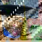 Syull Ajaa profile icon