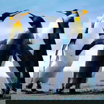 Sona Yoo profile icon