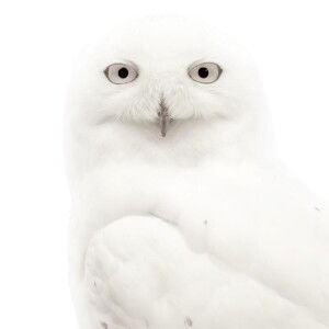 Fateen Liyana profile icon