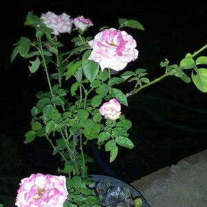 Mimom's profile icon