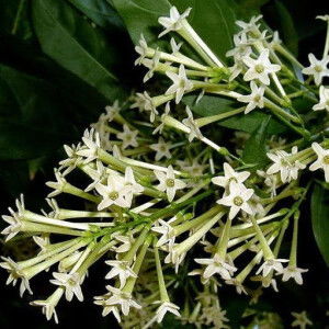 Suthasinee profile icon