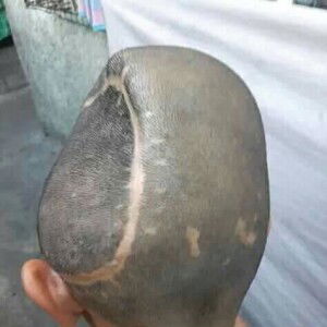 Noy Noy profile icon