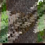 Liani Suawah profile icon