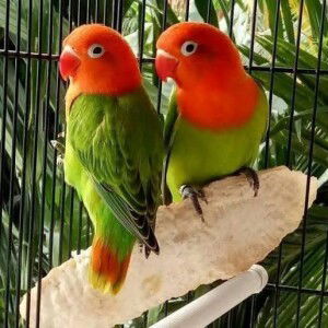 Nu'man Nadzif profile icon