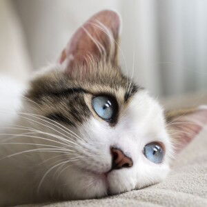 Emoon Dorraemoon profile icon