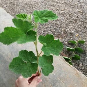 Giang Vuong profile icon