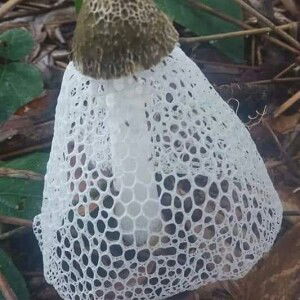 Nius Liou profile icon