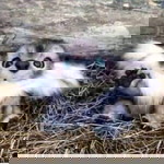 Maxine Pauline profile icon