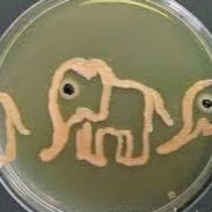 Suci Latief profile icon