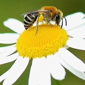 Dia Arizah profile icon