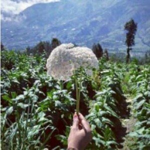 tria ambar profile icon