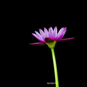 Agung Prasetyo profile icon