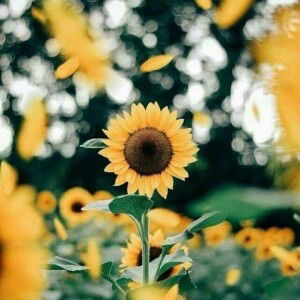 Febrianty Ega Mawarni profile icon