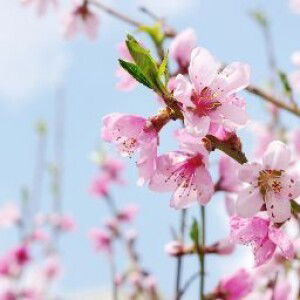 Siti Patimah profile icon