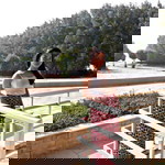 Sayie B. Inojales profile icon