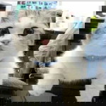 Asyikin Alias profile icon