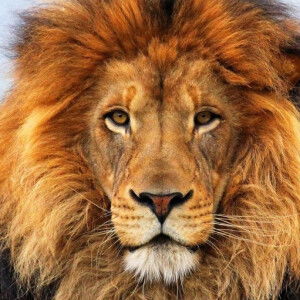 farahain sulaiman profile icon