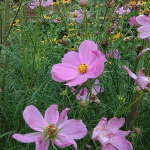 Afriliana Ambarani Pratiwi profile icon