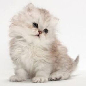 Mel dvr profile icon