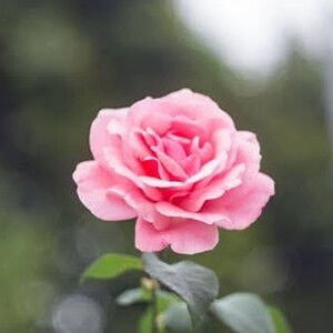 ام مريم عزة نيسا profile icon