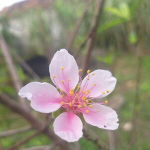 Hồng Lê profile icon