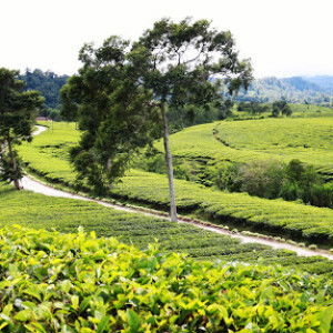 Rosiandara profile icon