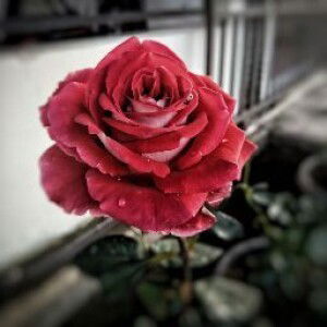 Ayumi Lindawitri profile icon