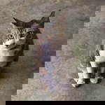 Jaja-didi 1414 profile icon