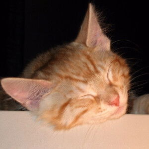 Ika Yuni Rahmayani profile icon