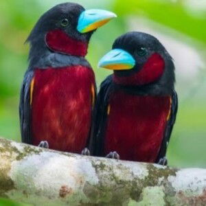 duanpen uppanan profile icon