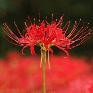 Thuyduong Love profile icon