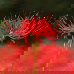 Thuyduong Love profile icon