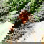 Sherwin Labsan Salcedo profile icon