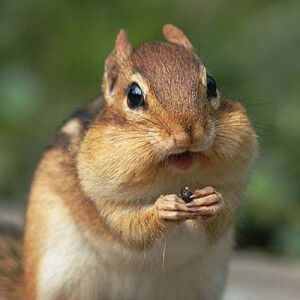 Natasha Nabila Ibrahim profile icon