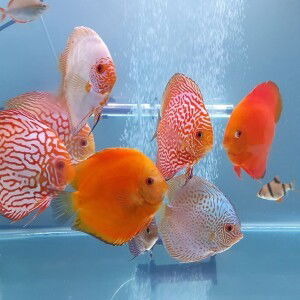 Nina Elvia profile icon