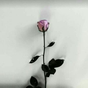 Febriyani Eka Saputri profile icon